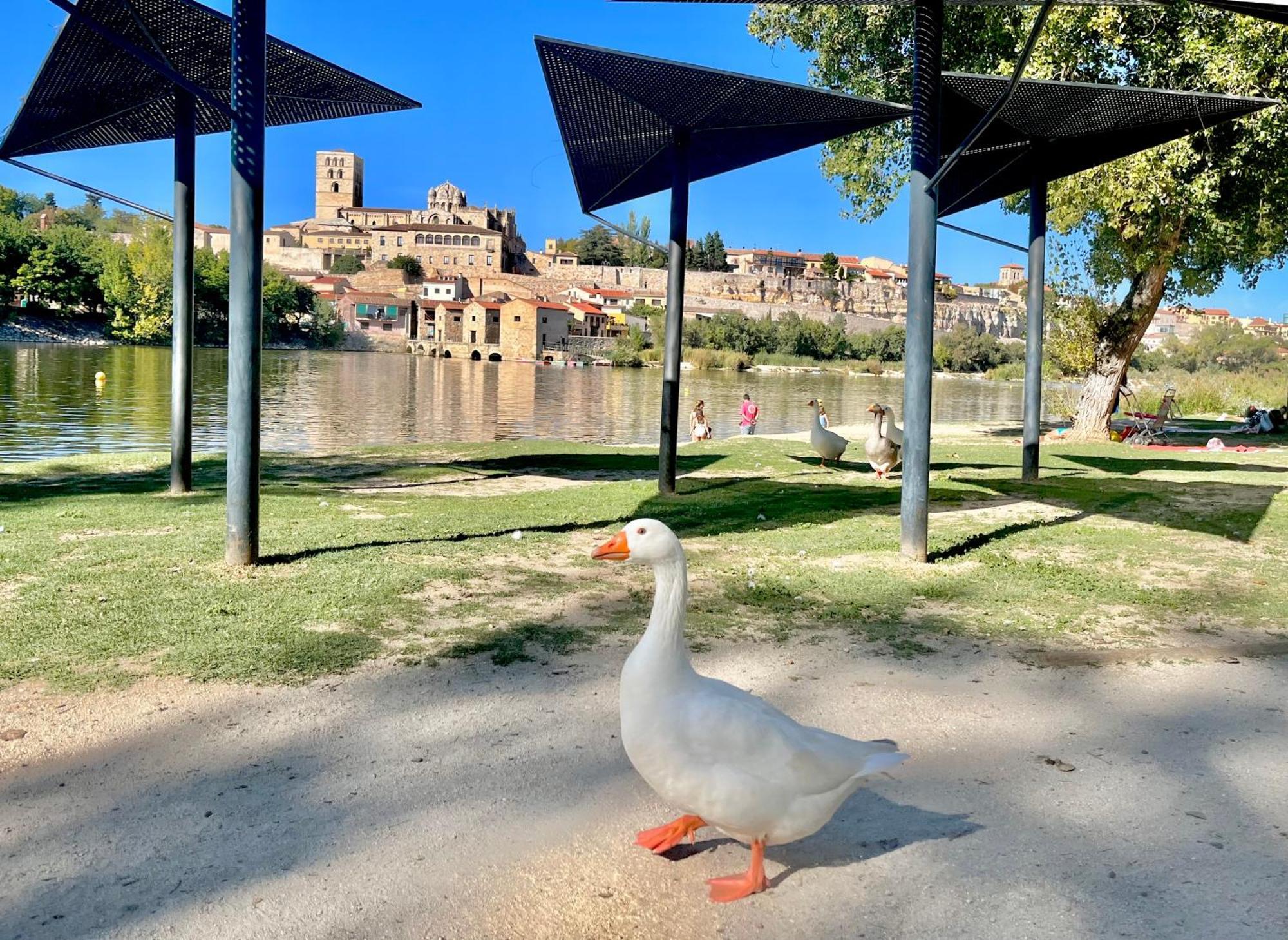 In Love Zamora Dış mekan fotoğraf